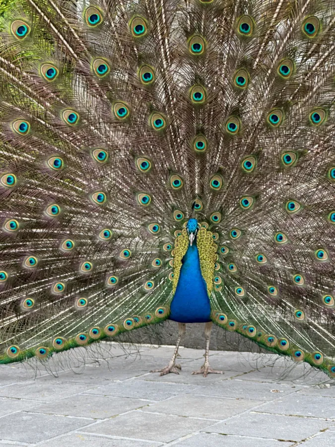 Détail du plumage d’un paon dans le parc du château